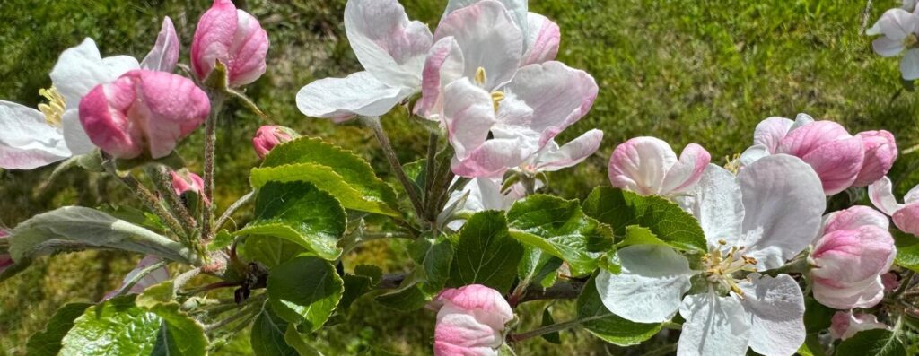 Kinesiologie - Corinne Gassmann